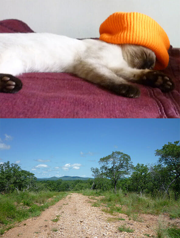 pluger cat and road